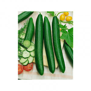 (Cucumis sativus) Ancienne variété à fruits cylindriques de 30 à 40 cm de long. Peau lisse, chair blanche, ferme et très pleine. Contient peu de graines. Se prête bien à la culture en serre. À palisser pour ne pas que le fruit se recourbe. Très productif (6 à 8 fruits/pied) Semis avril - mai