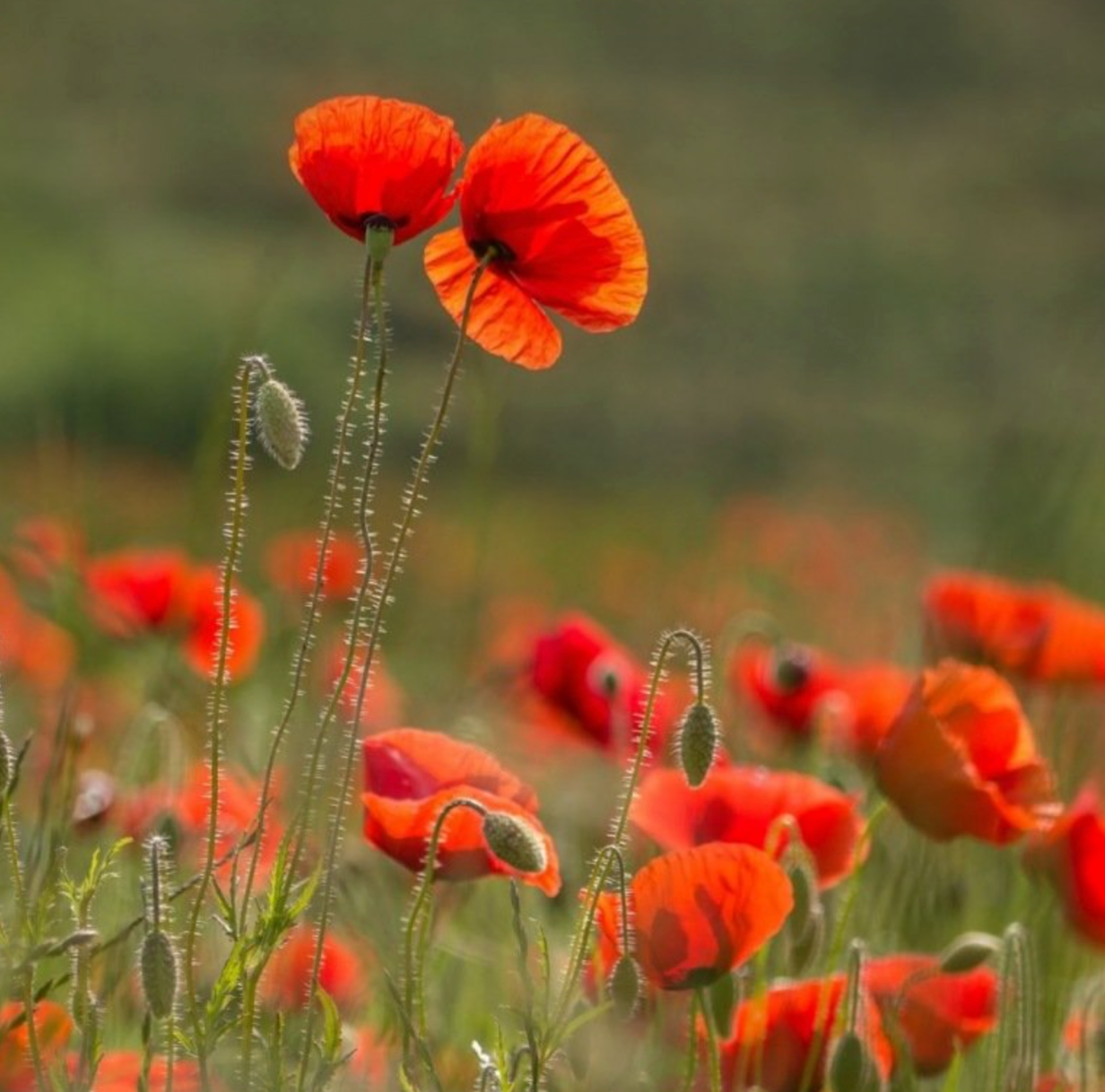 (Papaver rhoeas) Annuelle au feuillage très découpé. Fleurs aux délicates pétales soyeuses rouge feu. Plante indigène et champêtre qui se ressème aisément. Floraison de mai à juillet. Hauteur : 50 cm Semis mars à Mai