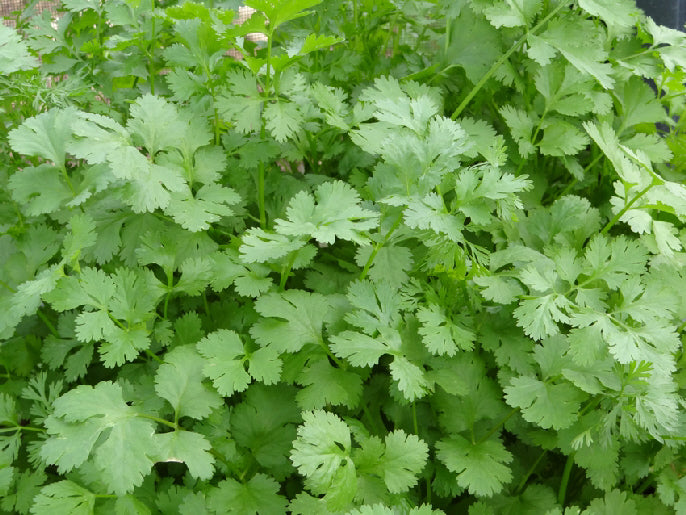 (Coriandrum sativum) Appelé aussi persil arabe, la feuille de coriandre, très aromatique, est utilisée dans certains plats orientaux ou dans les salades. Les graines moulues sont utilisées dans du pain d'épice, des liqueurs, avec des pommes de terre, du riz, de la viande, du poisson... Plante digestive. H : 80 cm. Semis avril à août