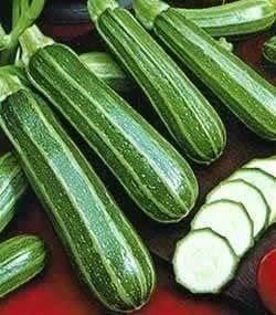 (Cucurbita Pepo) Variété italienne, non coureuse et très productive. Elle produit de nombreux fruits assez courts et rayés de vert clair. La chair de couleur crème est épaisse et de bonne qualité gustative. On la consomme cuite en ratatouille, en gratin ou farcie. Semis Avril à Juin