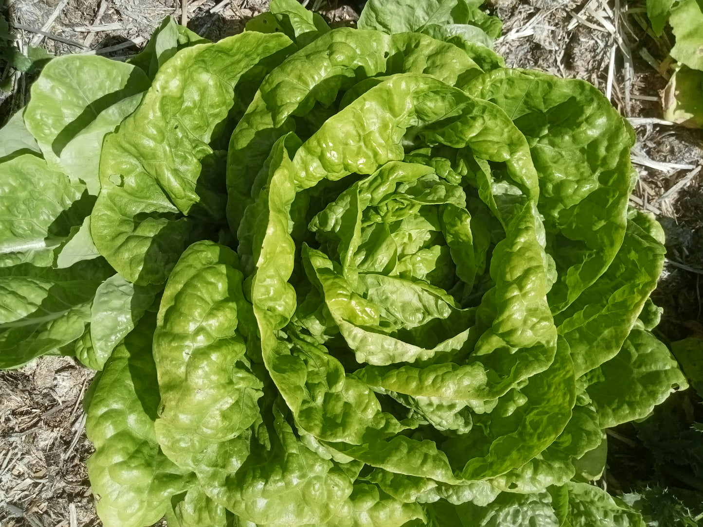 (Lactuca sativa) Variété ancienne donnant une très grosse pomme vert blond et très rustique. Ses feuilles sont tendres et ondulées. C'est une laitue d'été. On la consomme nature ou accompagnée d'une vinaigrette. Semis Mars à Juillet