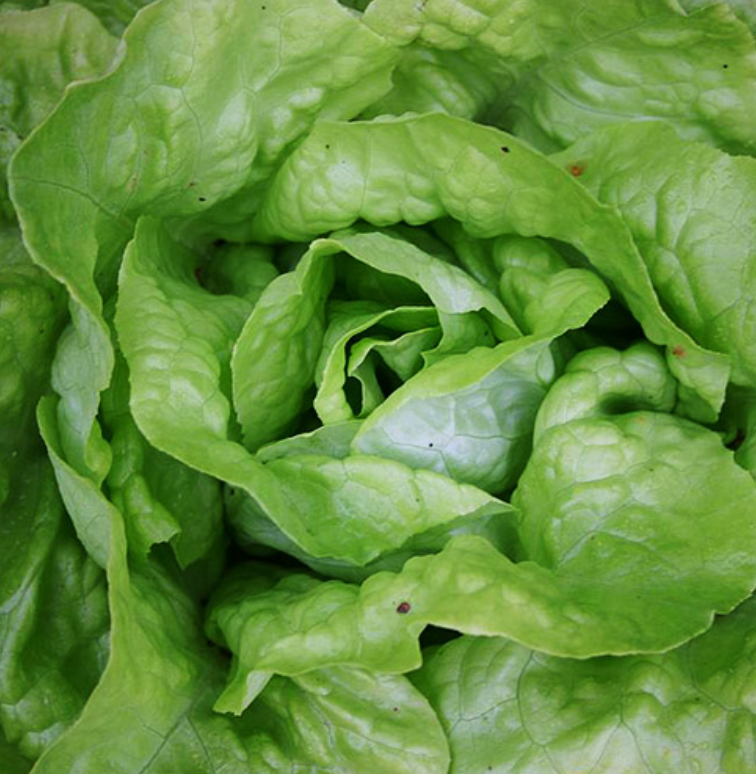 (Lactuca sativa) Variété rustique de bonne tenue à la montaison, grosses pommes fermes et tendres, pour récolte du printemps à l'automne, semences reproductibles. Semis Mars à mai et août