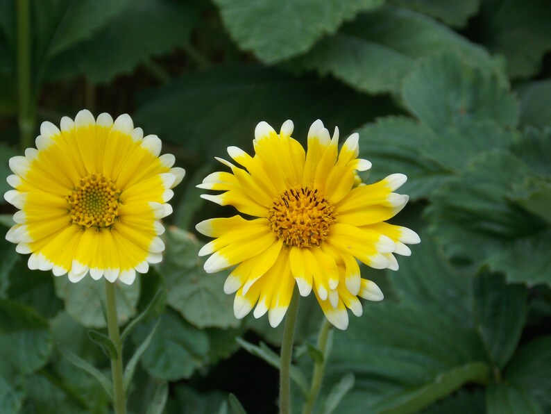 (Layia elegans) Le Layia platiglossa 'Tidy Tips' est une petite plante californienne Semis Printemps et fin d'été