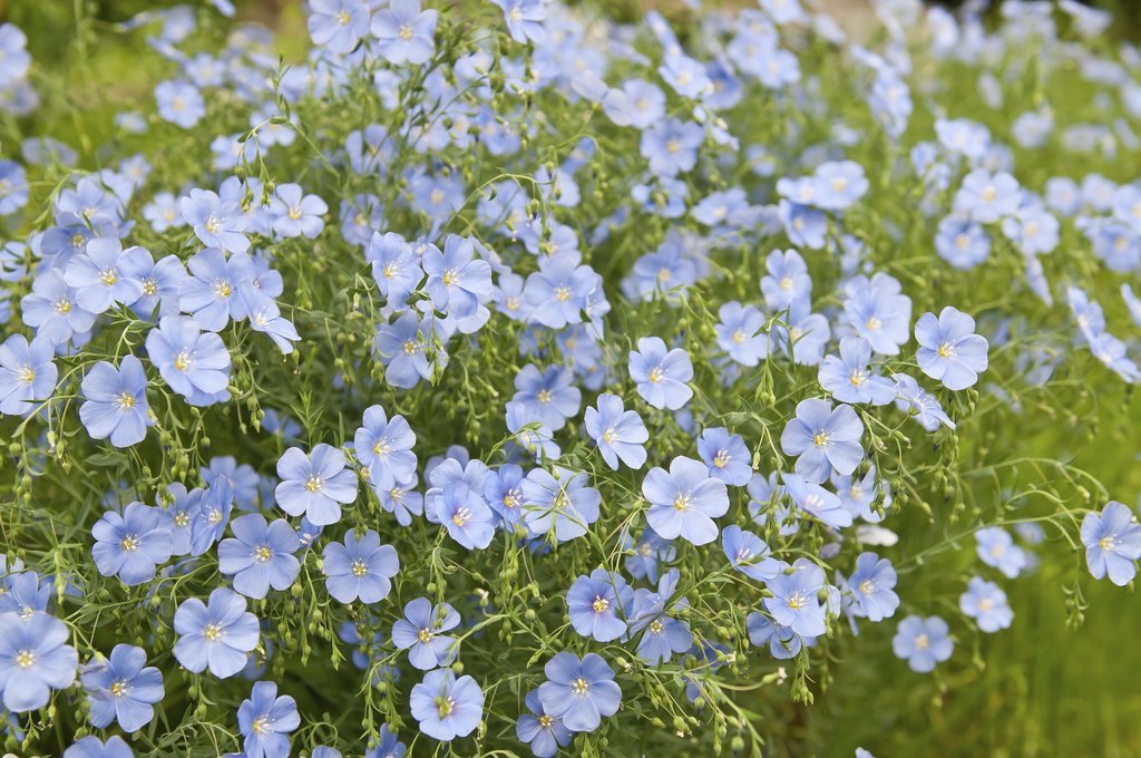 (Linum usitatissimum) Plante annuelle et buissonnante qui peut atteindre 50 cm en tous sens. Utilisé comme améliorant du sol pour sa capacité à restructurer le sol à partir de sa racine longue et pivotante, le lin bleu est également une plante compagne permettant d'éloigner les doryphores. Fauchage : environ 10 semaines après le semis (courant de l'été) avant la montée à graines. Enfouissement : environ 3 semaines après le fauchage. Semis Mars à Juin
