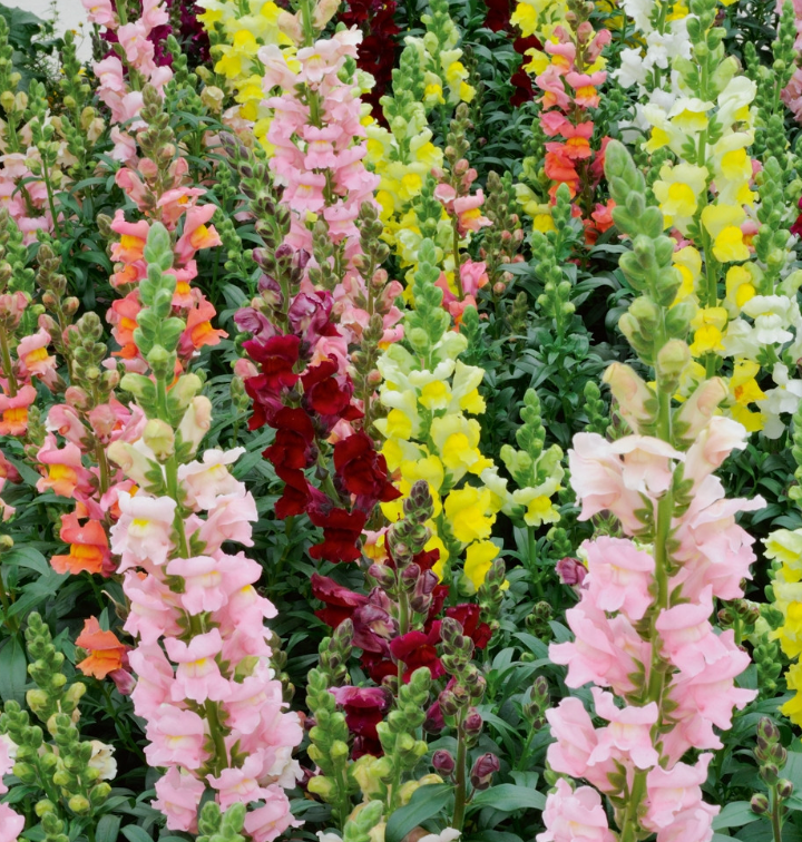 (Antirrhinum majus) Ses fleurs en forme de "gueule de loup" sont de couleur jaune, carmin, rose, pourpre, ... Cette fleur se retrouve depuis longtemps dans les jardins de curé... Elle se plaît en massif, rocaille ou en pot. Floraison estivale de mai à septembre.