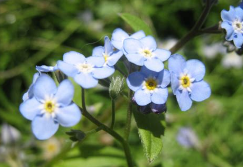 (Myosotis Alpestris) Plante bisannuelle, très rustique, à floraison printanière. Ses petites fleurs bleu clair, délicates ont une floraison prolongée et sont comestibles. C'est un compagnon idéal pour un printemps tout en couleur. Très beau mariage avec les Silènes et les fleurs à bulbes printanières. Hauteur : 30 cm. Semis juin à septembre