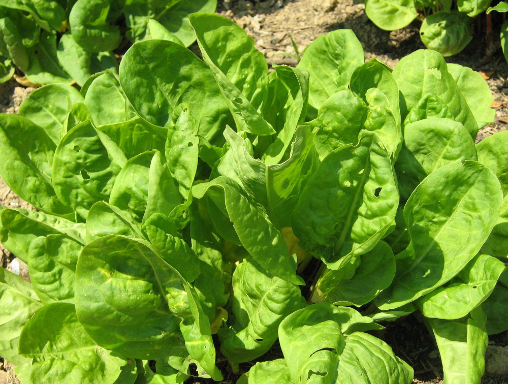 (Petroselinum crispum) Plante basse aux feuilles érigées en forme de coeur. Elle était utilisée autrefois comme de l'épinard mais actuellement, de par son goût acidulé, on l'utilise plutôt pour agrémenter poissons, salades, potages... Hauteur : 20 cm Semis Mars - juin