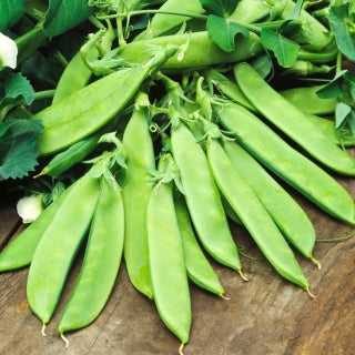 Pois Mangetout à rames Carouby de Maussane