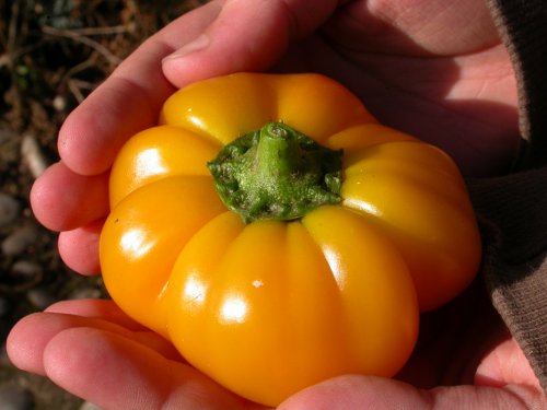 Poivron Mandarine