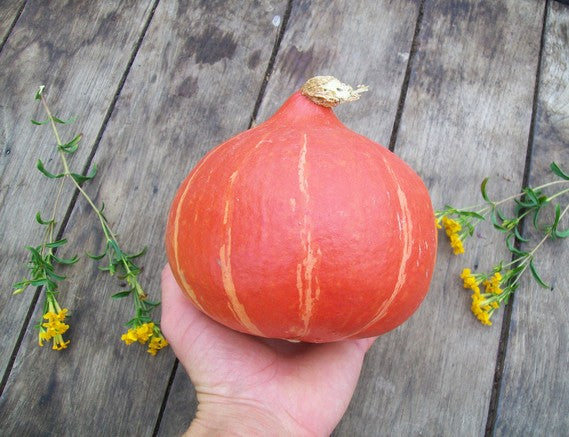 Potimarron Red Kuri