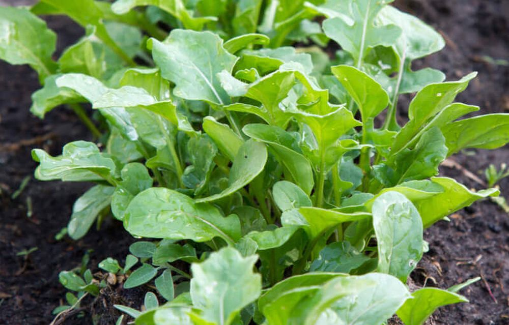 Roquette cultivée