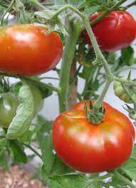 Tomate Triomphe de Liège