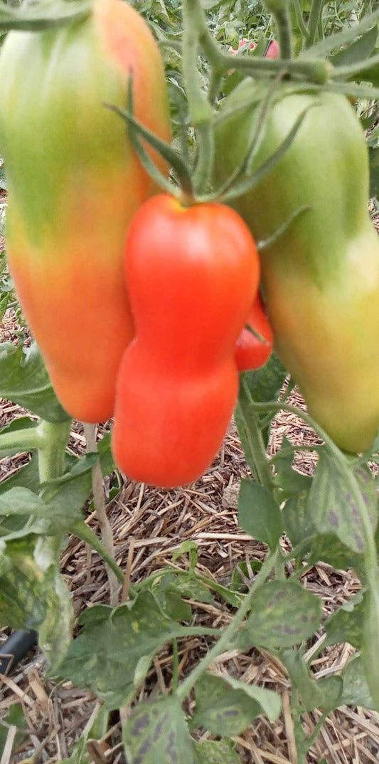Tomate Auria