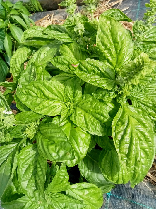 Basilic Géant Mammouth