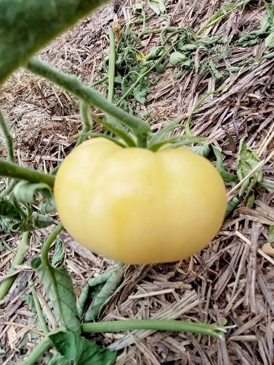 Tomate Beauté blanche
