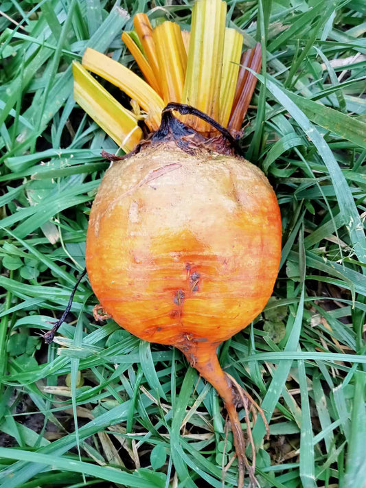 Betterave Golden Burpees