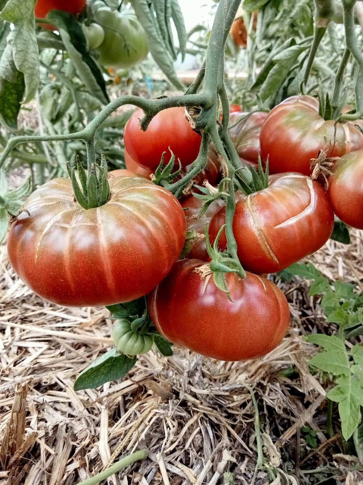 Tomate Black Amber