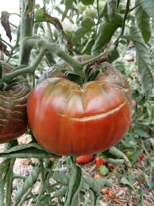 Tomate Black from tula