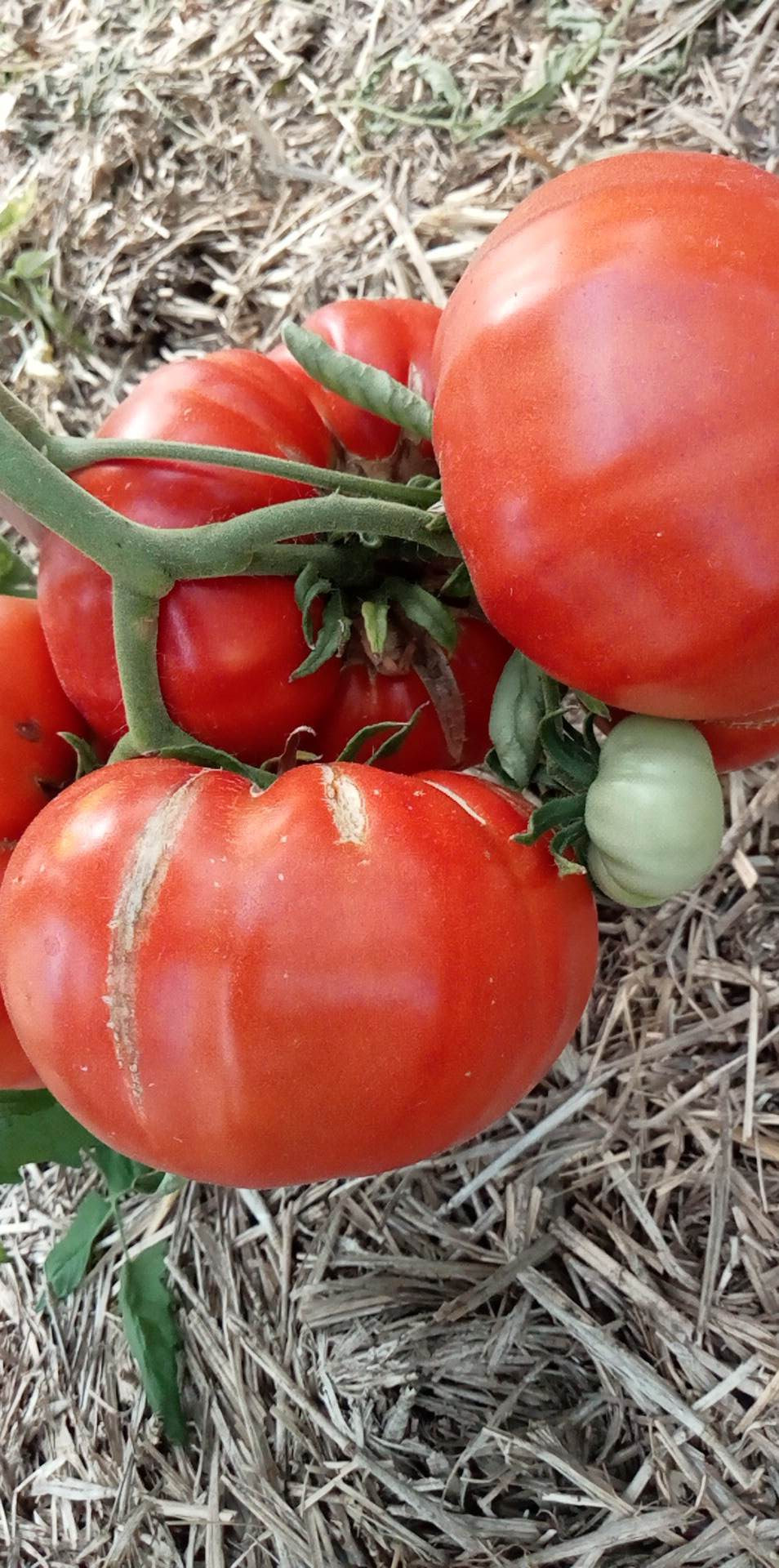 Tomate Bonne Fée
