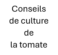 Conseils de Culture des Tomates