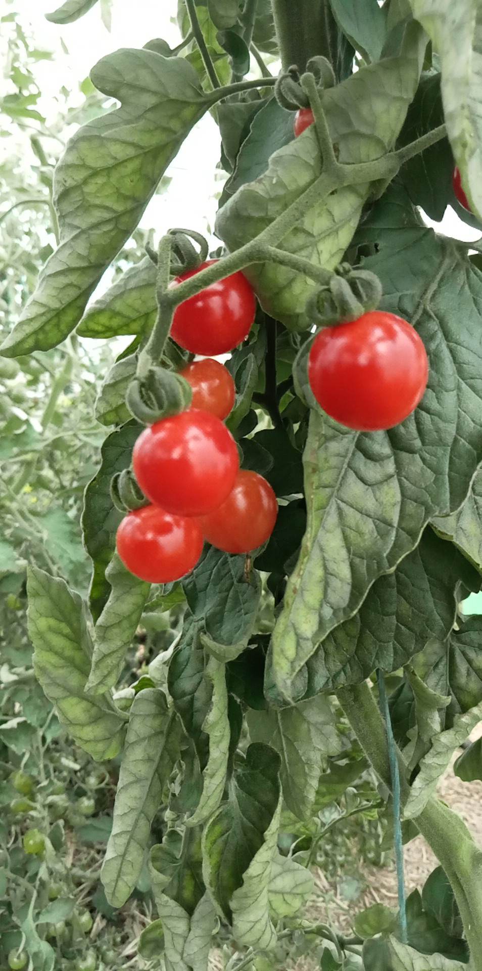 Tomate Cerise Barbaniaka