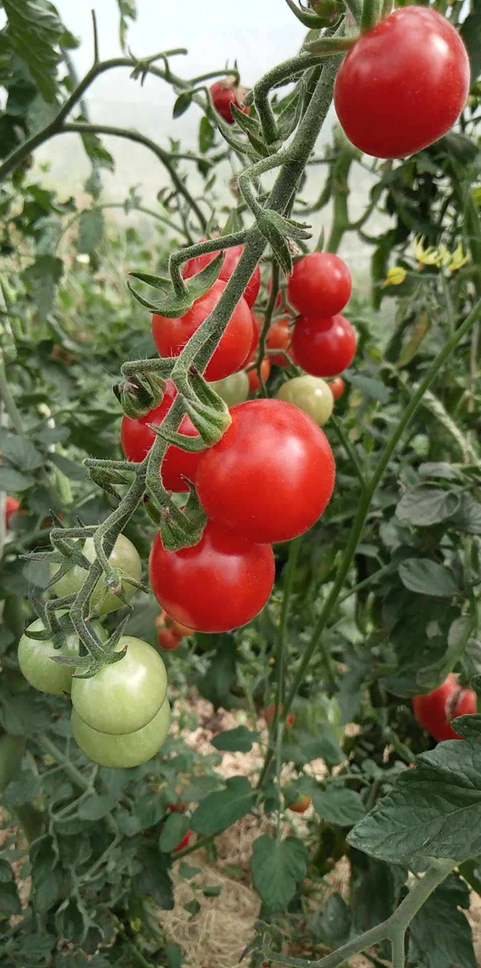 Tomate Cerise Doriane Red Cherry
