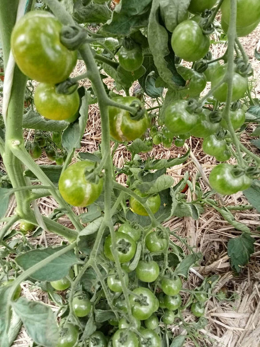 Tomate Cerise Green Doctor Frosted