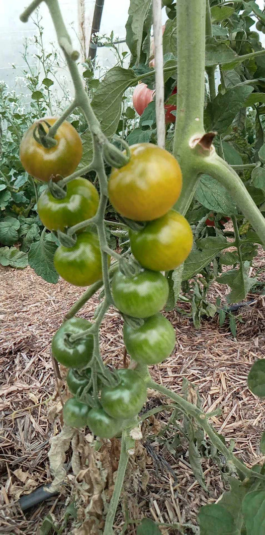 Tomate Cerise Totochka