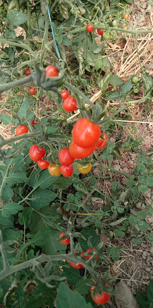 Tomate Cerise Koralik