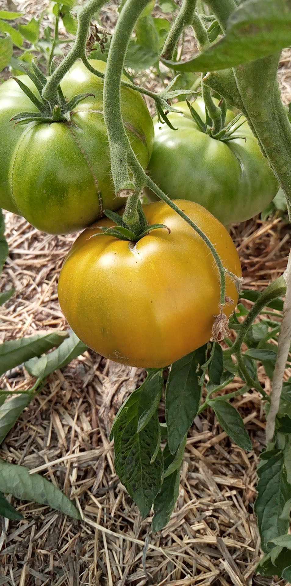 Tomate Cherokee Green