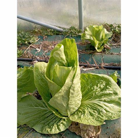 Chicorée Pain de Sucre