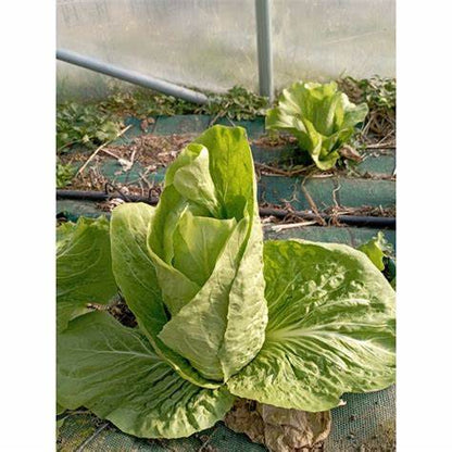 Chicorée Pain de Sucre