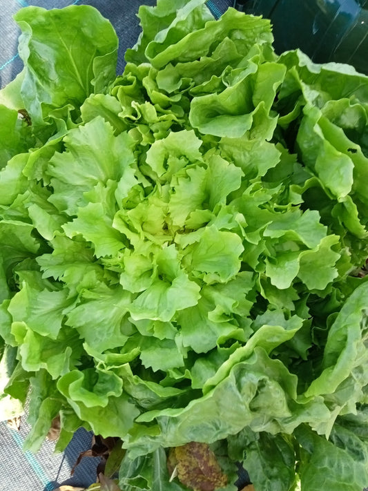 Chicorée Scarole Géante Maraîchère