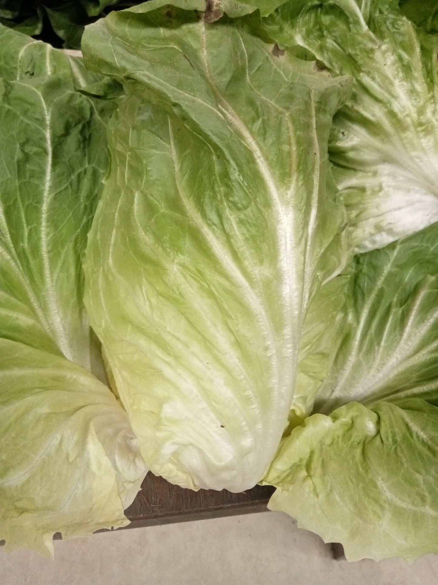 Chicorée Pain de Sucre