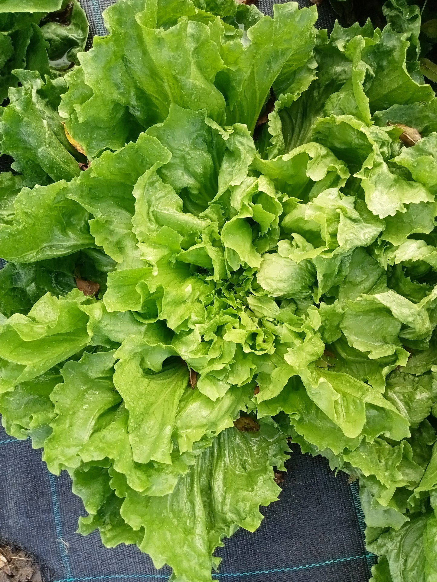 Chicorée Scarole Grosse Bouclée 2