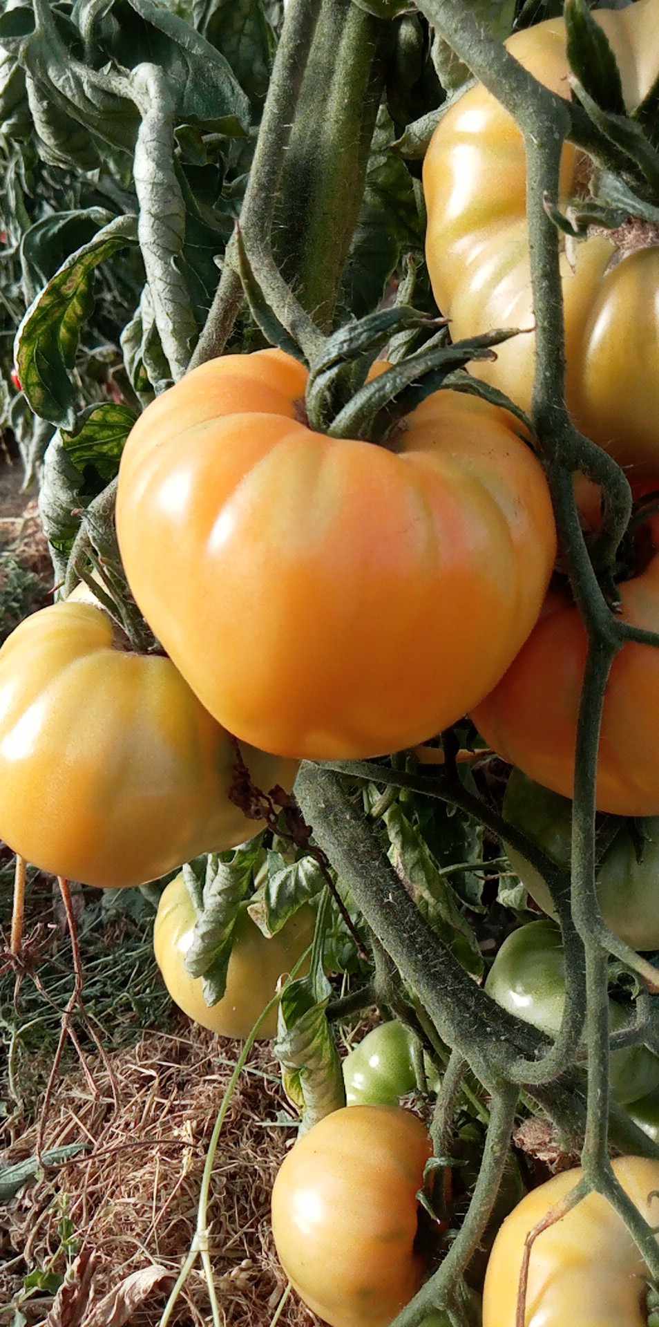 Tomate Coeur De Boeuf Jaune
