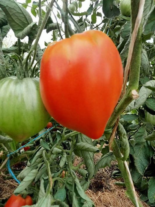 Tomate Coeur de boeuf rouge