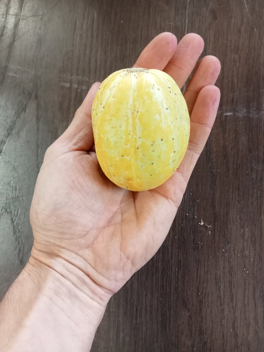 Concombre Lemon