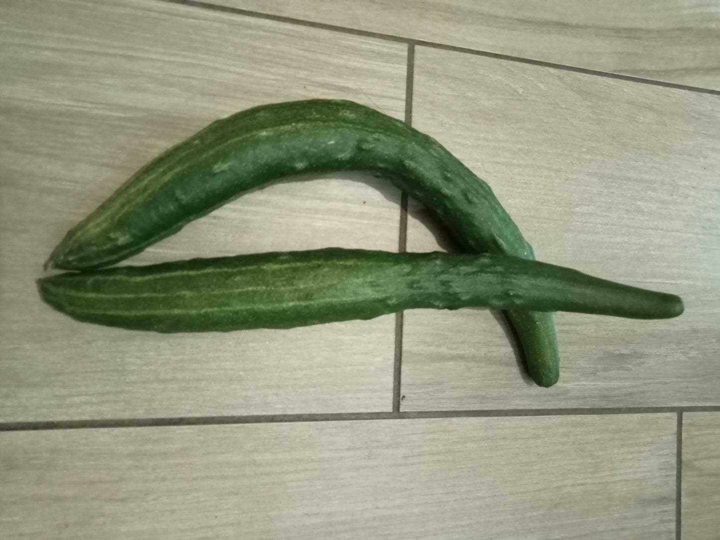 Concombre Long de Chine