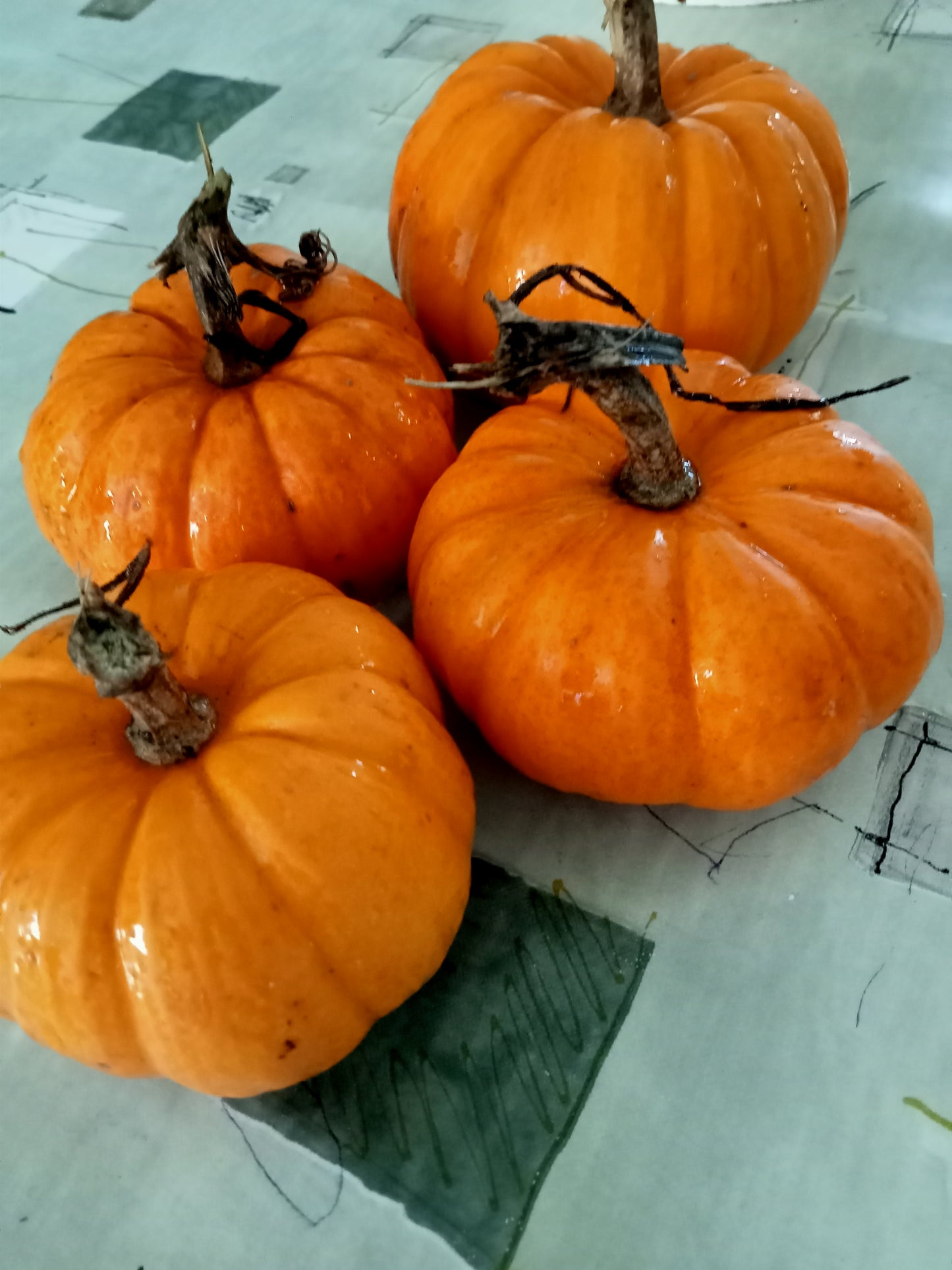 Courge mini Jack be Little