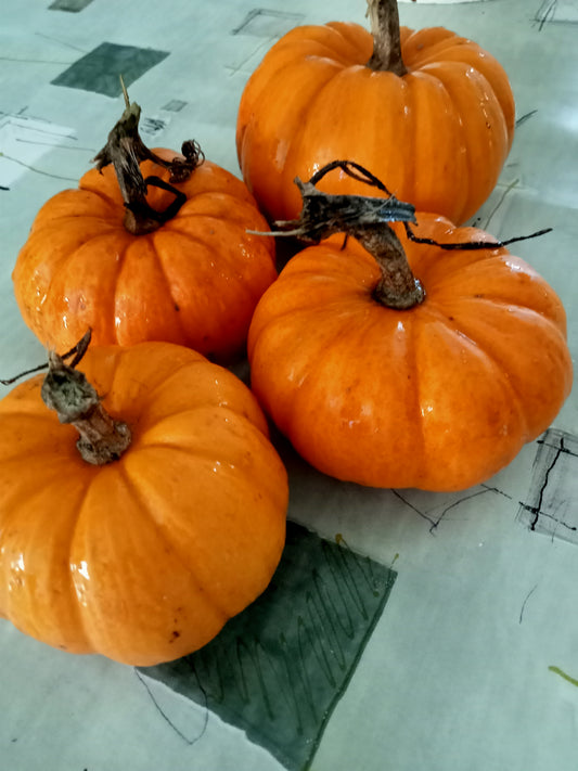 Courge mini Jack be Little