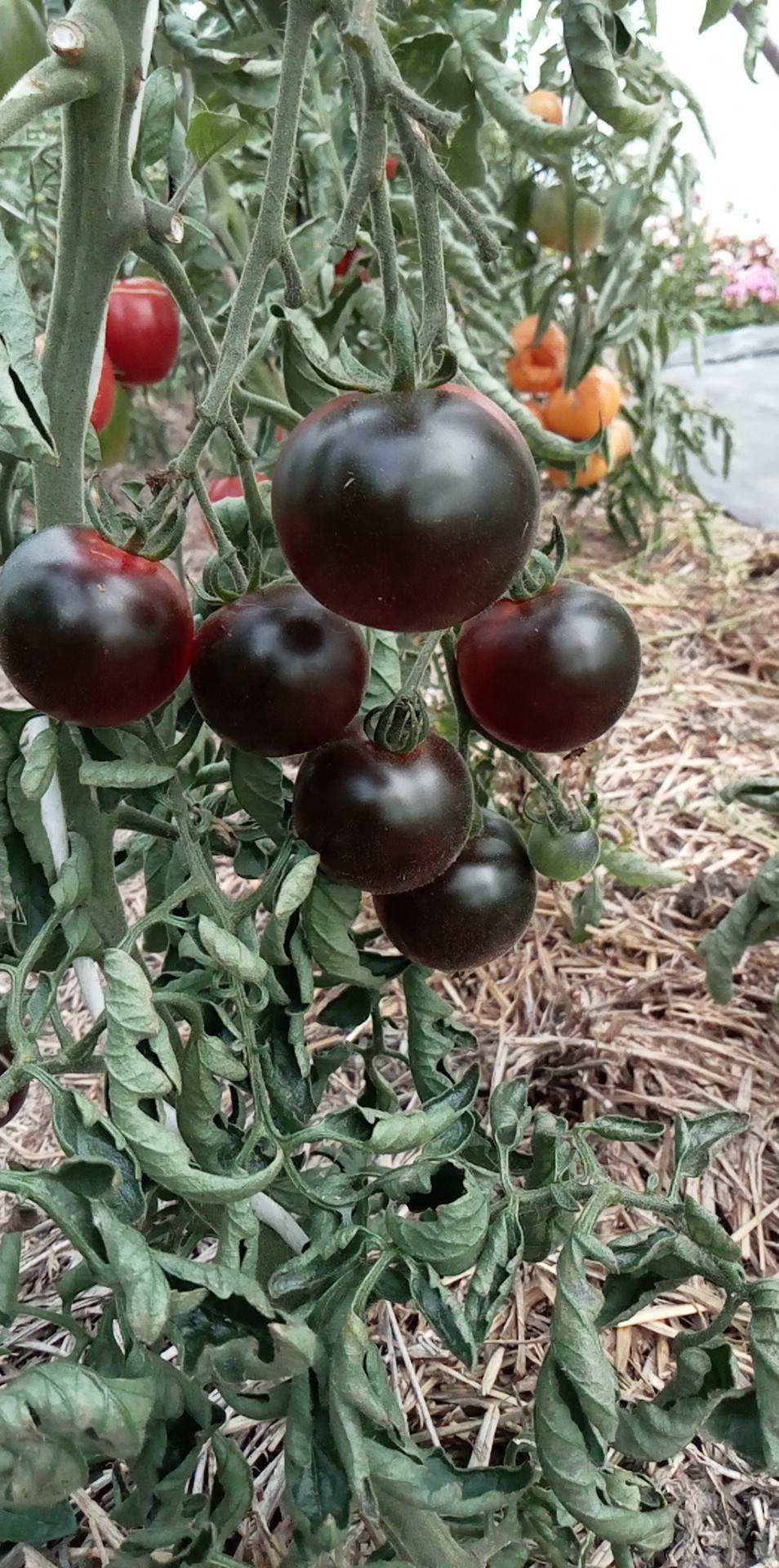 Tomate Dancing with the Smurf