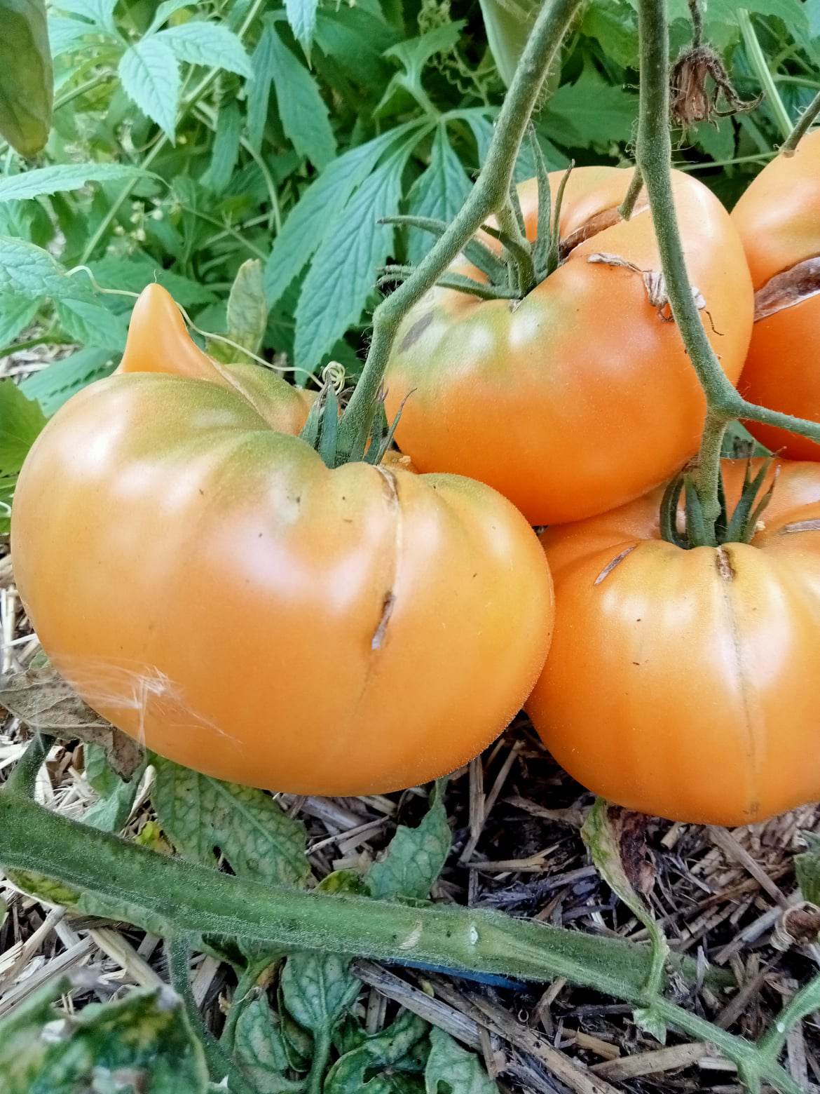 Tomate Dixie Golden Giant