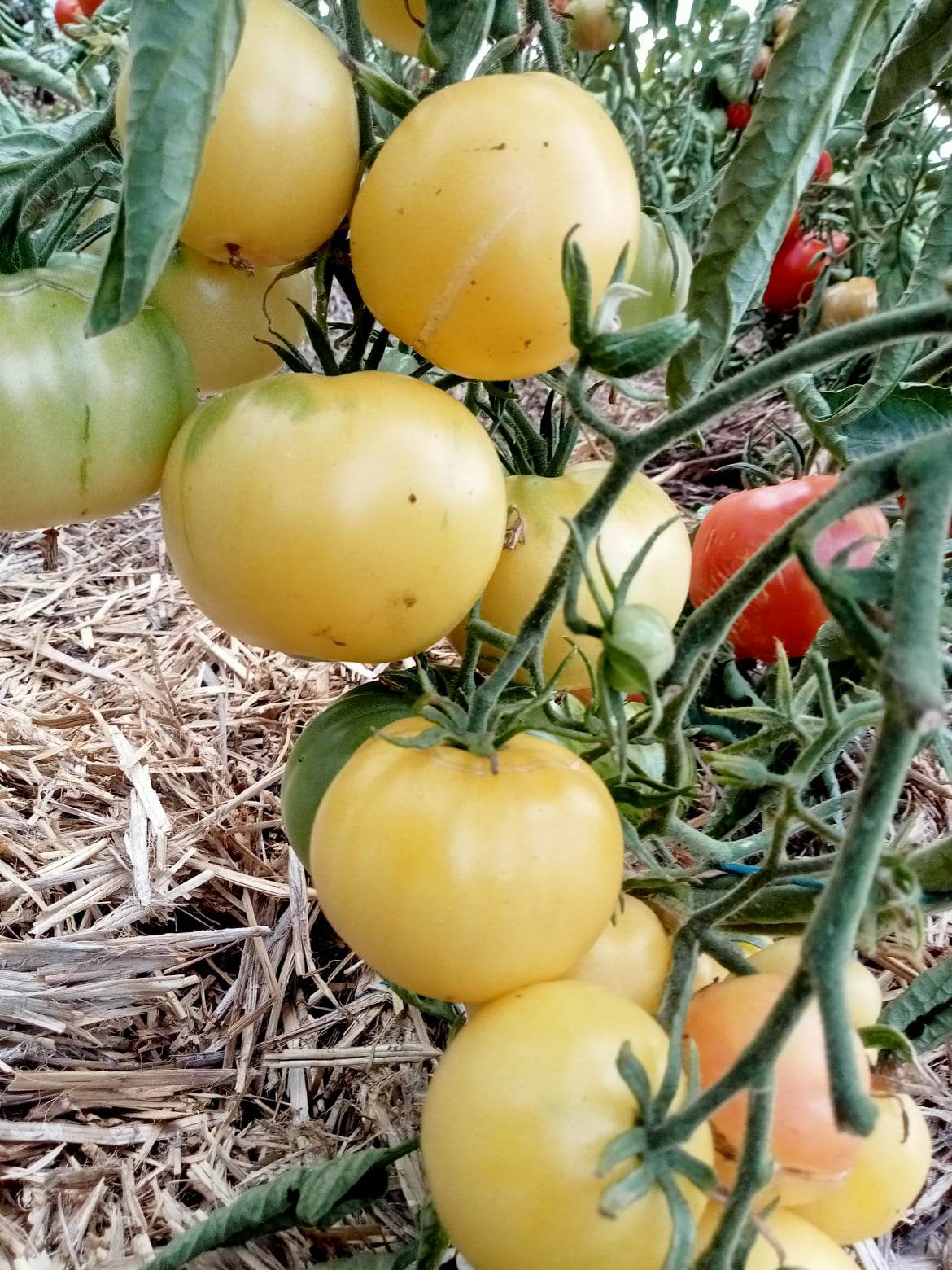 Tomate Douce de Picardie