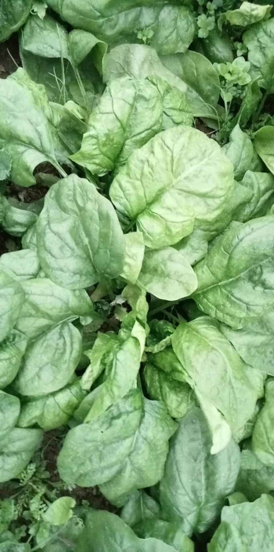 Epinard Géant d'hiver