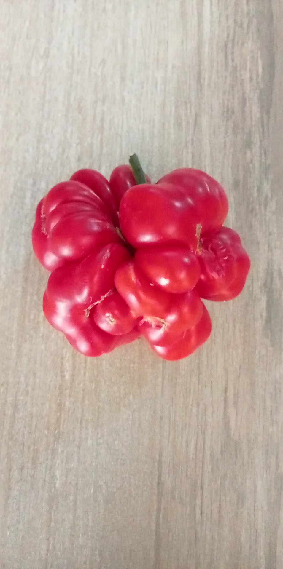 Tomate Godzilla