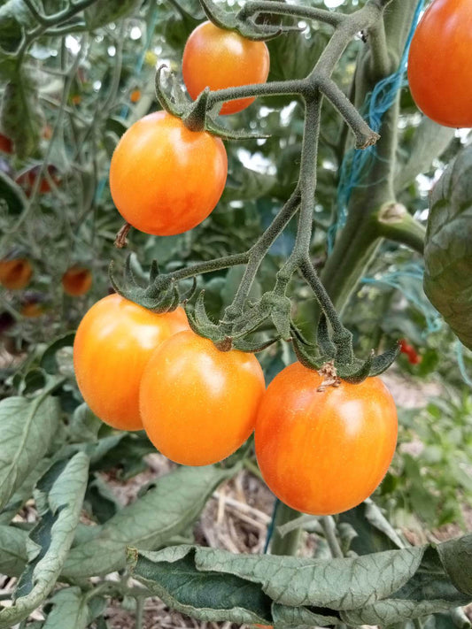 Tomate Cerise Golden Bumble Bee