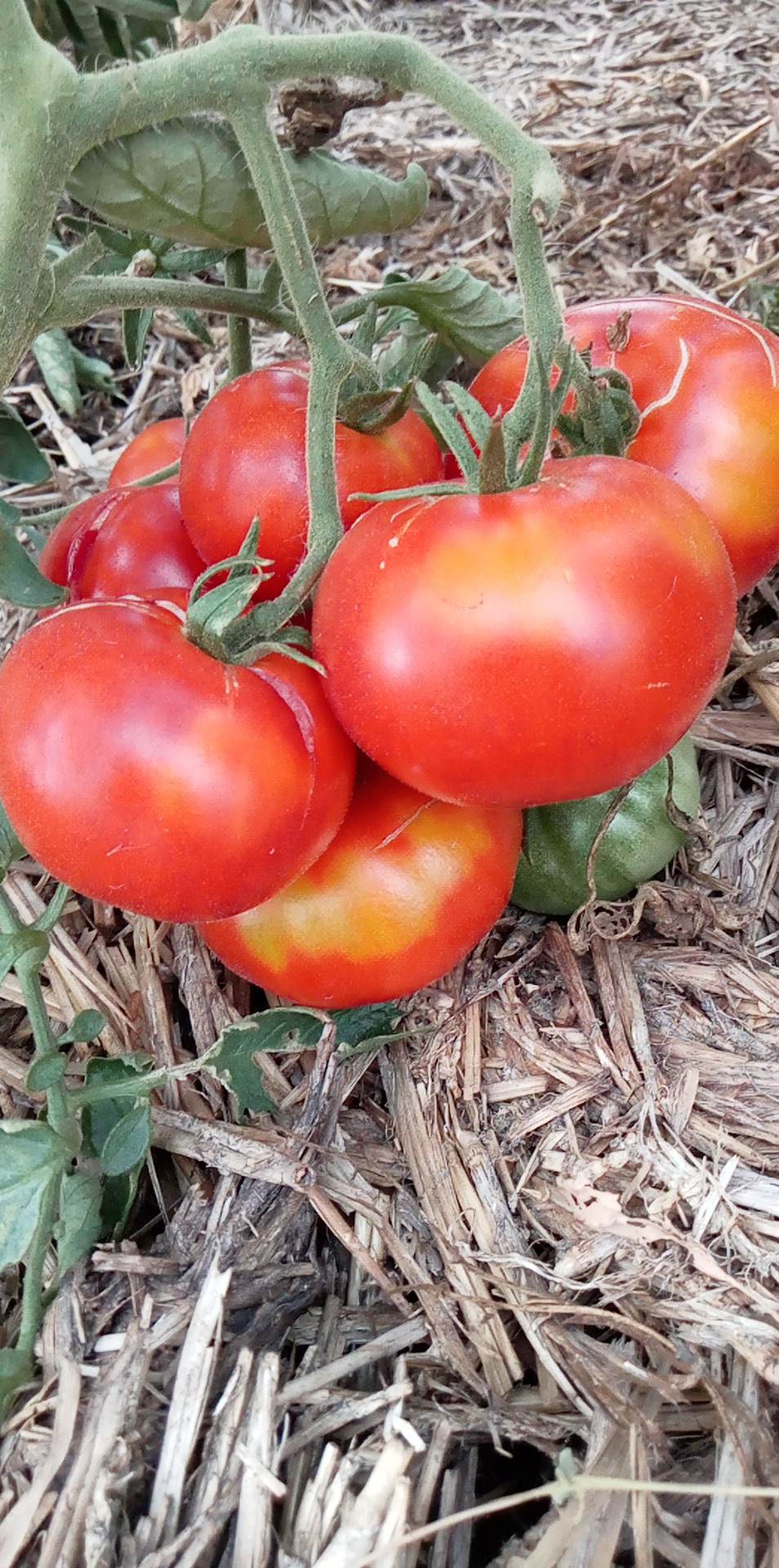 Tomate Grosse Hâtive d’Orléans