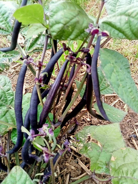 Haricot nain Purple Queen