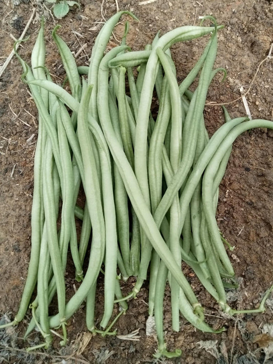 Haricot Nain Vert Talisman